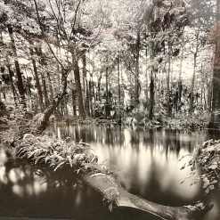 Clyde Butcher Legendary Photogragher Tri-Tone Offset Landscape Print Professionally Framed Loxahatchee River #1 -Curriculum & Resources shop 3072566639
