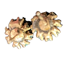 Synthetic Opal Post Earrings -Curriculum & Resources shop 3274486617