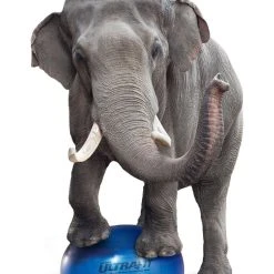 Rainbow UltraFit Pro Stability Balls 22 Rainbow UltraFit Pro Stability Balls -Curriculum & Resources shop G 71009 ElephantBall 1