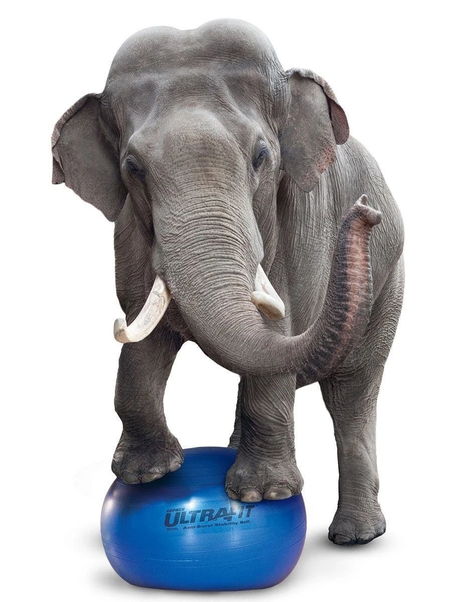 Rainbow UltraFit Pro Stability Balls 11 Rainbow UltraFit Pro Stability Balls - Image 11