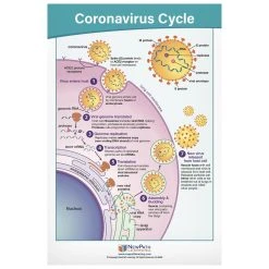 COVID-19 Structure & Immunity Bulletin Board Charts -Curriculum & Resources shop g 23120 COVIDStructureCharts 3