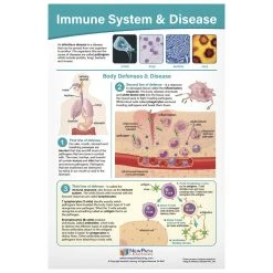 COVID-19 Structure & Immunity Bulletin Board Charts -Curriculum & Resources shop g 23120 COVIDStructureCharts 4