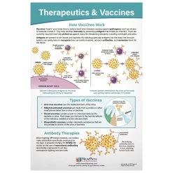 COVID-19 Structure & Immunity Bulletin Board Charts -Curriculum & Resources shop g 23120 COVIDStructureCharts 5